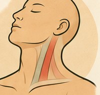 Front and sides of the neck